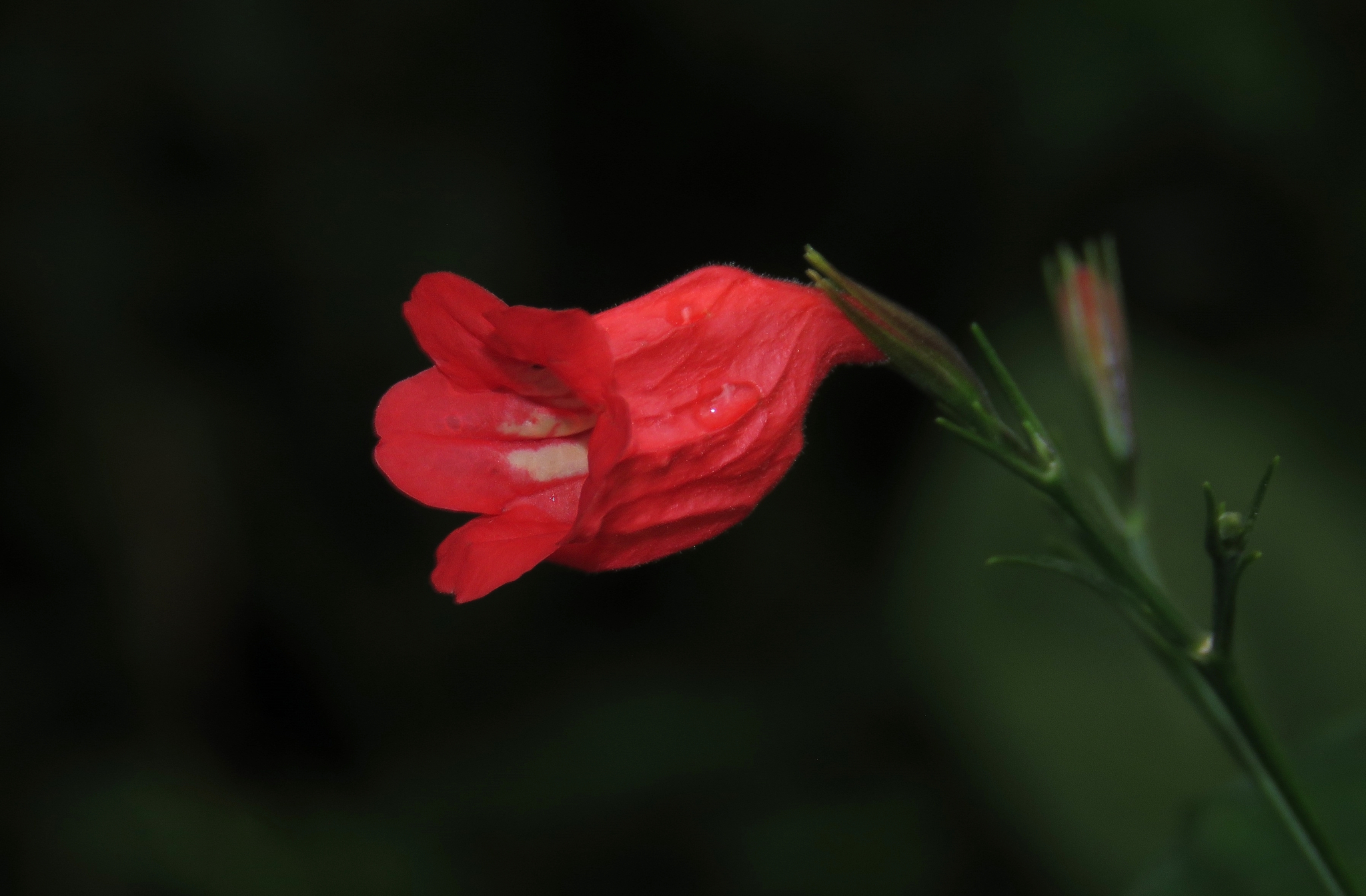 Tropical Wild Petunia (Ruellia brevifolia)