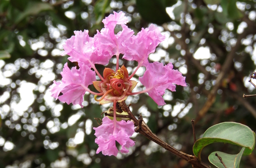 Lagerstroemia indica