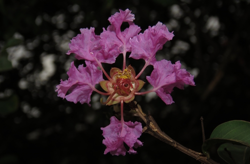 Crape-myrtle (Lagerstroemia indica)