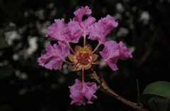 Le Lilas Des Indes (Lagerstroemia indica)