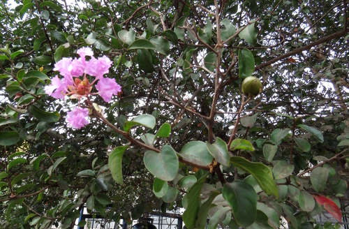 Lagerstroemia indica