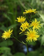 Crepis paludosa