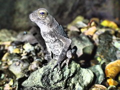 Ingerophrynus celebensis