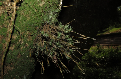Hairy tilland (గుఱ్ఱం జుట్టు) (Tillandsia tricholepis)