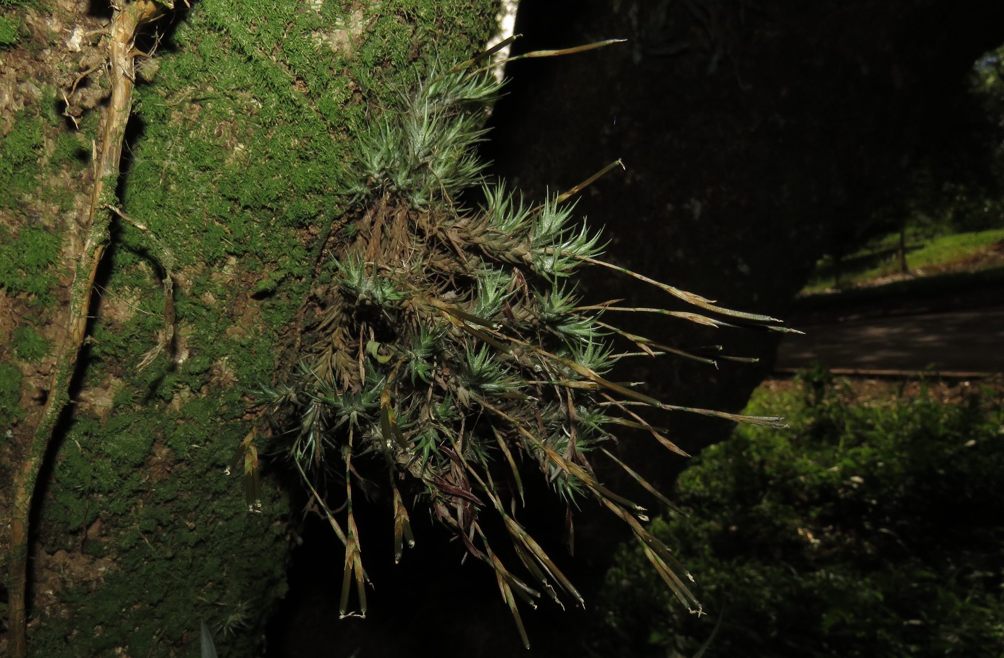 Hairy Tilland (గుఱ్ఱం జుట్టు) (Tillandsia tricholepis)