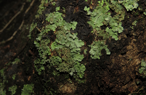 Pseudocyphellaria glabra observed 2026-04-08