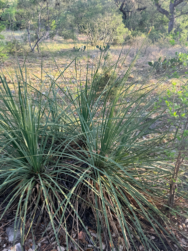Texas Sotol (Dasylirion texanum)