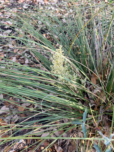 Texas Sacahuiste (Nolina texana)