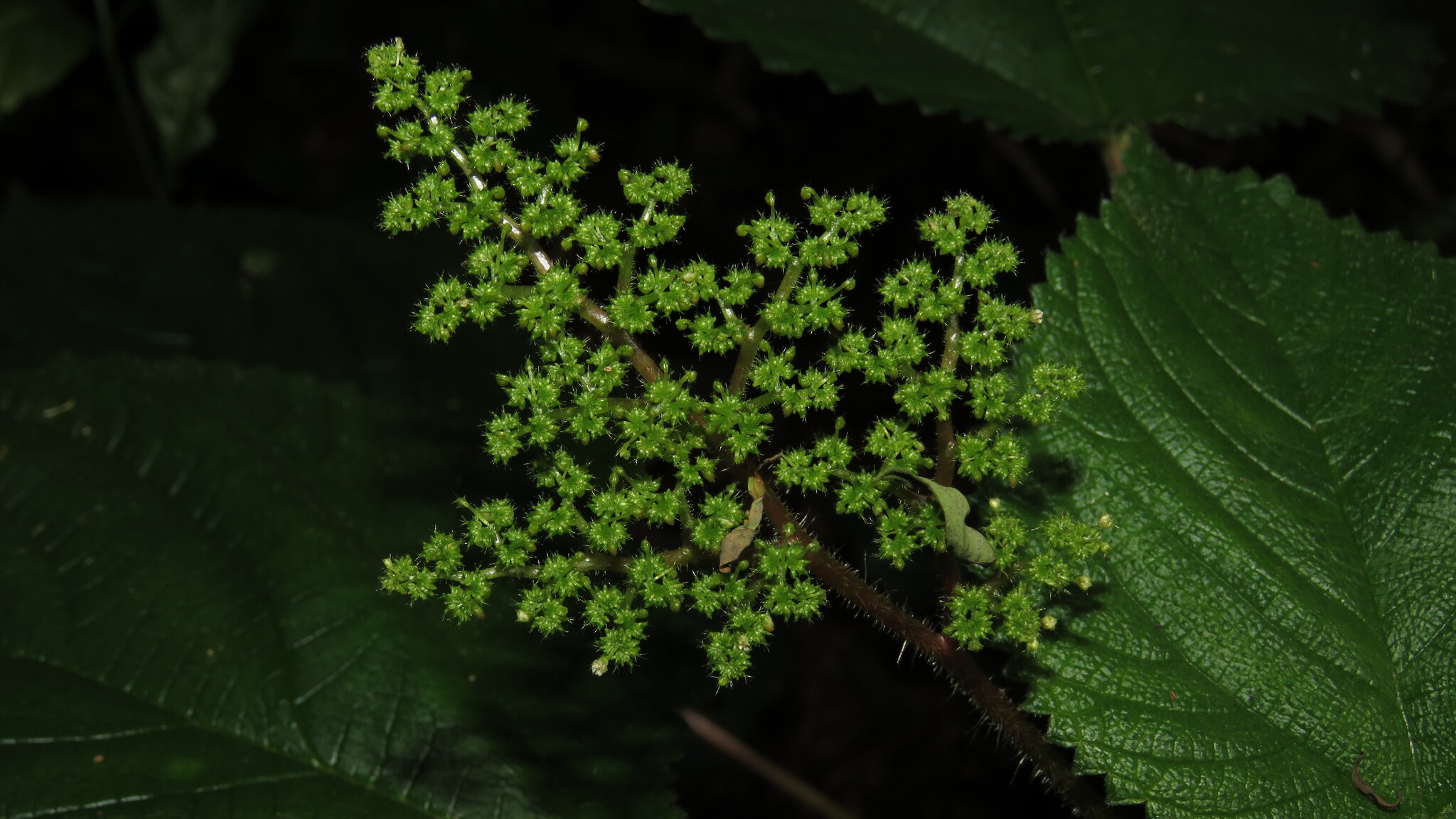 West Indian Woodnettle (Laportea aestuans)
