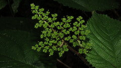 Ortie Des Antilles (Laportea aestuans)