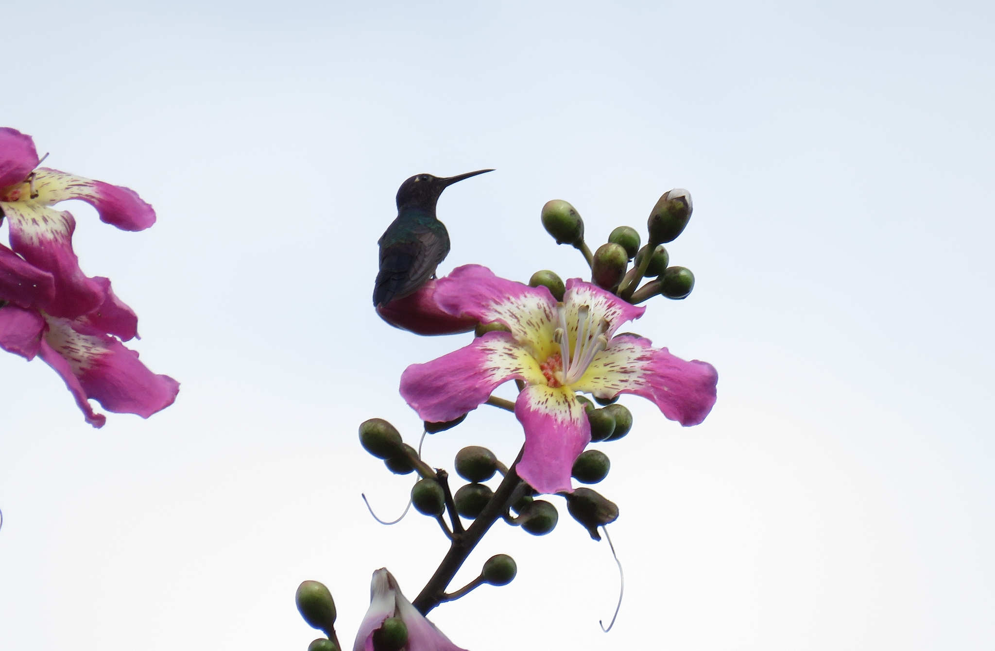 Silk Floss Tree (Ceiba speciosa)