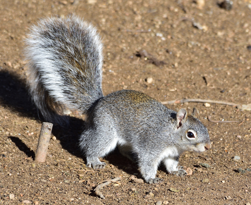 Arizona Gray Squirrel from Santa Cruz County, AZ, USA on March 14, 2020 ...