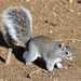 Arizona Gray Squirrel - Photo (c) Ad Konings, some rights reserved (CC BY-NC), uploaded by Ad Konings