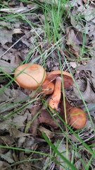 Cortinarius rubellus