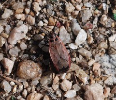 Pyrrhocoris sibiricus
