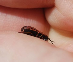 Pyrrhocoris sibiricus