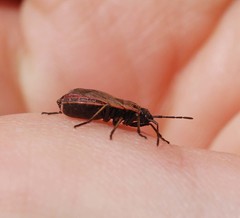 Pyrrhocoris sibiricus