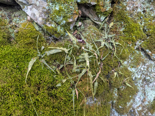 walking fern (Asplenium rhizophyllum)
