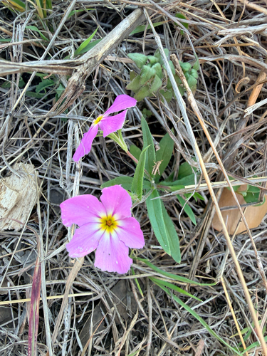 goldeneye phlox (Phlox roemeriana)