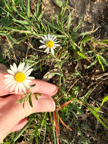 Lazy Daisy (Aphanostephus ramosissimus)