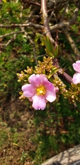 Pereskia grandifolia