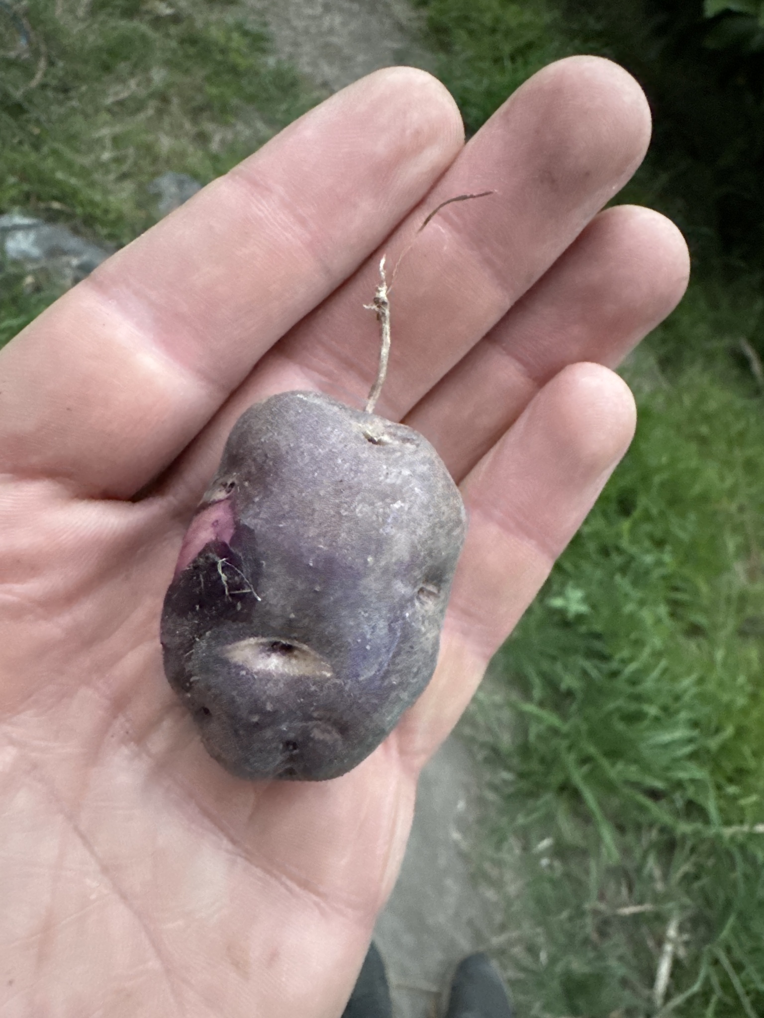 Potato (Solanum tuberosum)