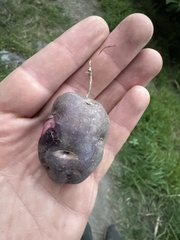 La Pomme De Terre (Solanum tuberosum)