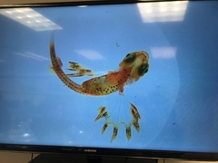 Nautichthys oculofasciatus