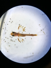 Nautichthys oculofasciatus