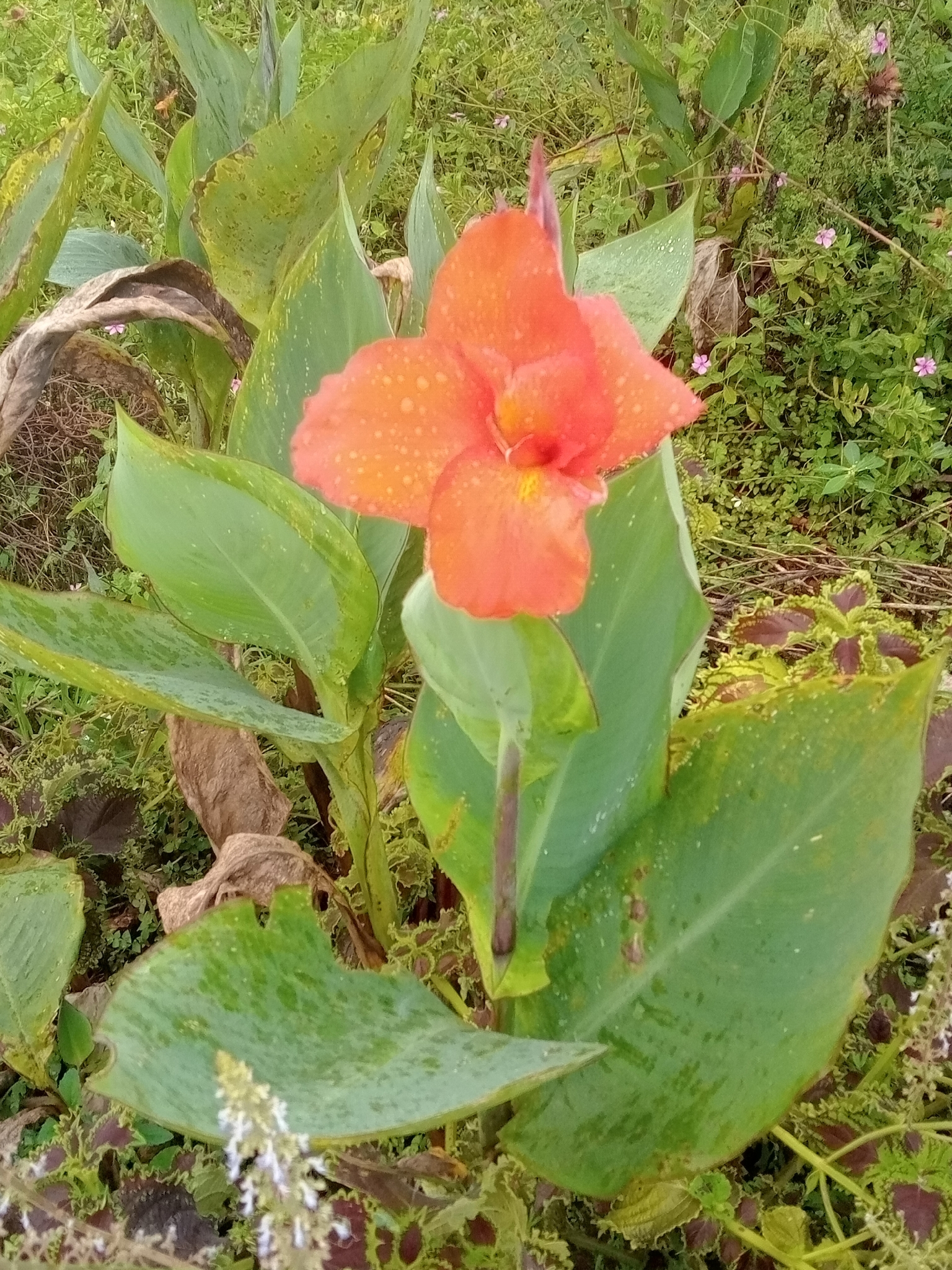 Canna hybrida