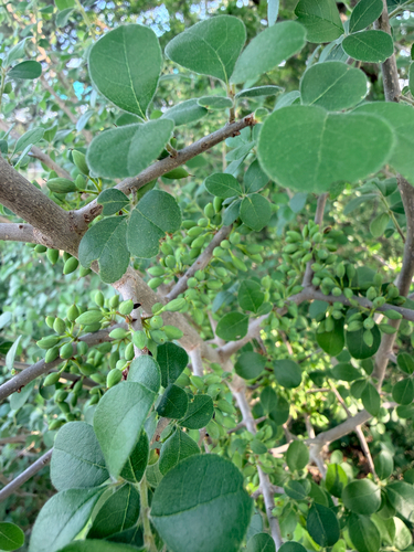 Stretchberry (Forestiera pubescens)