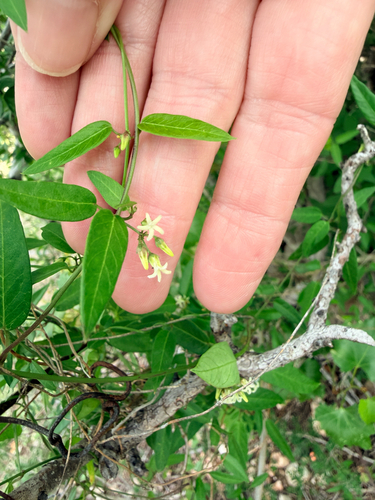Bearded Swallow-wort (Metastelma barbigerum)