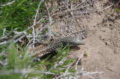 Aspidoscelis tigris tigris