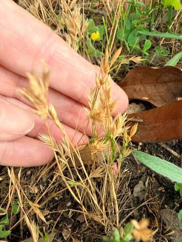sixweeks grass (Festuca octoflora)