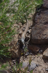 Aspidoscelis tigris tigris