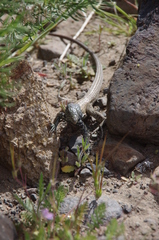 Aspidoscelis tigris tigris