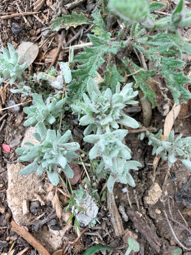 flathead rabbit tobacco (Diaperia prolifera)