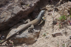 Aspidoscelis tigris tigris