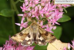 Heliothis maritima