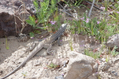Aspidoscelis tigris tigris