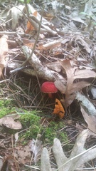 Gyroporus purpurinus