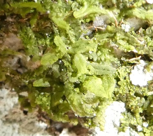 Hairy Veilwort (Metzgeria crassipilis)