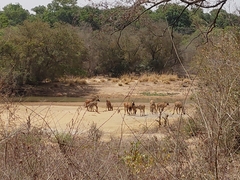 Hippotragus equinus koba