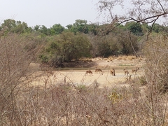 Hippotragus equinus koba