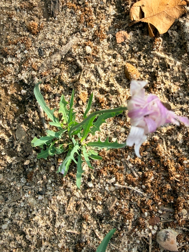 White Rock-lettuce (Pinaropappus roseus)