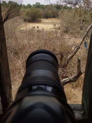 Hippotragus equinus koba