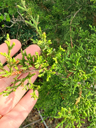 Ashe juniper (Juniperus ashei)
