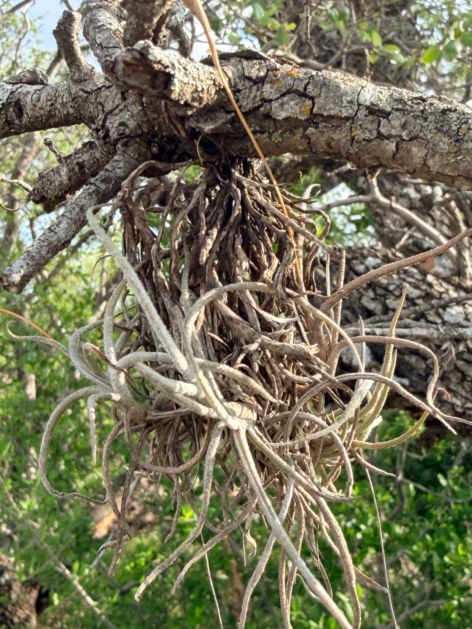 Ballmoss (Tillandsia recurvata)