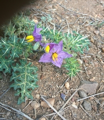 Solanum virginianum