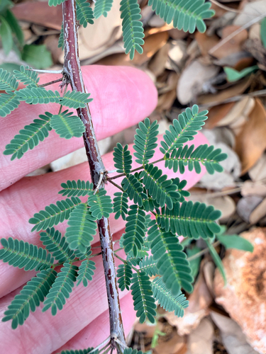 Acacia Farnesiana (Vachellia farnesiana)